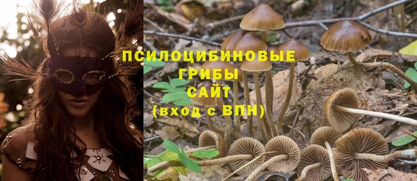прущие грибы Михайлов